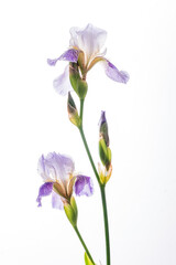 Delicate purple iris flowers bloom with vibrant petals and green stems reaching upward
