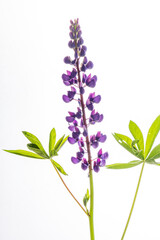 Obraz premium Vibrant purple lupine flower showcases its beauty with lush green leaves in a serene setting