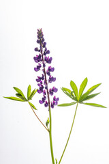 Obraz premium A stunning lupine flower stands tall with deep purple blooms and vibrant green leaves