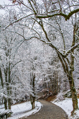 Winding path disappearing into a white forest, covered by a blanket of fresh snow, creating a serene winter scene with abundant copy space expressing cold weather and natural beauty