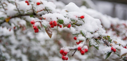 Red berries and green leaves dusted with a thick blanket of snow, capturing a crisp, peaceful...