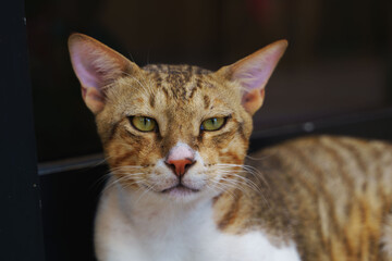 portrait of a bengal cat