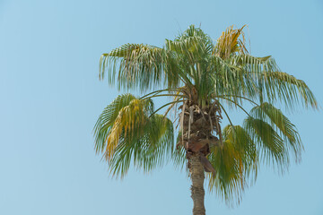 Top of the palm tree against blue sky