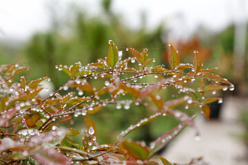 Close-up of plant leaves with morning dew
