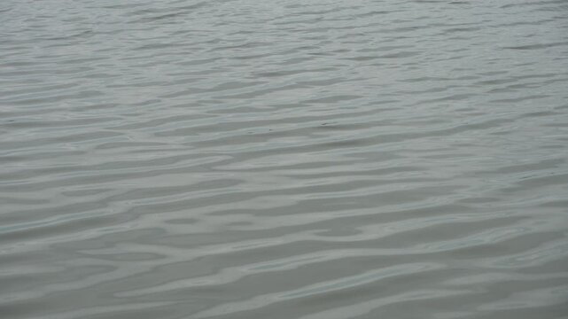 Ripples in the water. Calm waves in lake.
