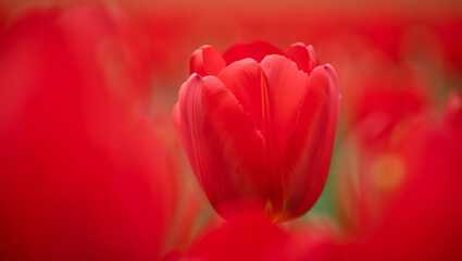 A close-up of a single red tulip with a soft, blurred background, creating a sense of depth and focus on the delicate petals. Perfect for spring themes, floral arrangements, and design