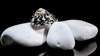 Patterned Magpie Turbo Shell on White Stones