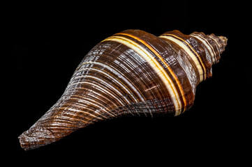Dark Brown and White Striped Spiral Melongena Shell on Black Background