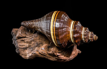 Striped Melongena Seashell Resting on Natural Dark Brown Driftwood