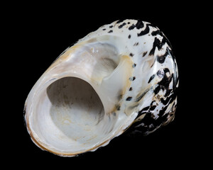 Polished Black and White Patterned Magpie Turbo Sea Shell