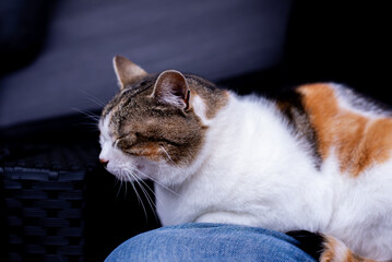 A spotted cat sits on the sofa and takes a nap.