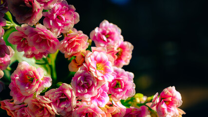 ピンクのカランコエの花のアップ