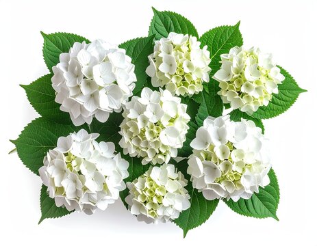 White hydrangeas with vibrant green leaves on white background