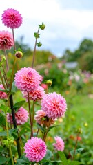 Vibrant Pink Pompon Dahlias in a Lush Garden