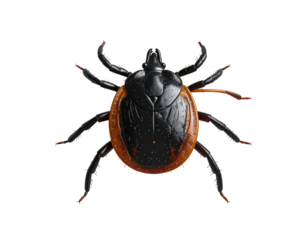 Top-down view of a tick, with a black body, orange border, and black legs