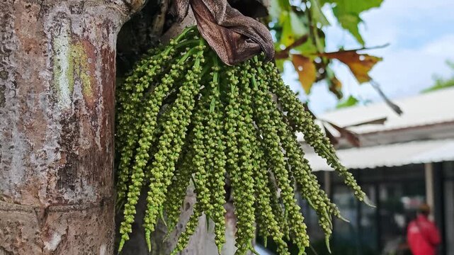 Small round green fruits of fishtail palm.