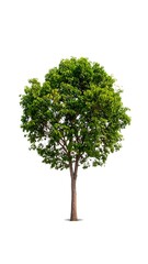 Isolated deciduous tree