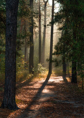 Obraz premium A sunny morning in the autumn forest. Rays of sun shine through the tree branches. Perfect weather for walking and hiking.