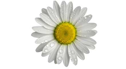 White daisy has water droplets on petals, used for product photography, branding, or social media content, set against dark backdrop.