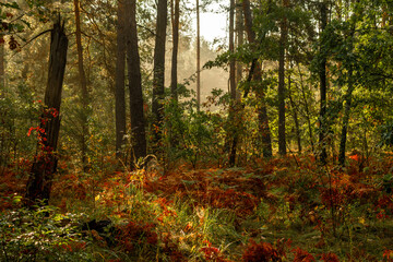 A sunny morning in the autumn forest. The ferns have already turned yellow. Perfect weather for walks and hiking.