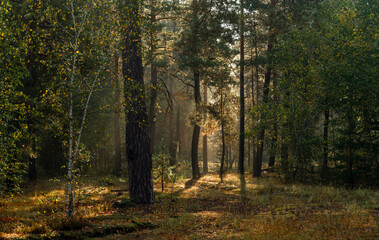 Obraz premium A sunny morning in the autumn forest. Rays of sun shine through the tree branches. Perfect weather for walking and hiking.