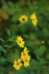 Invasive plant species, Jerusalem artichoke, Helianthus tuberosus, beautiful yellow flower
