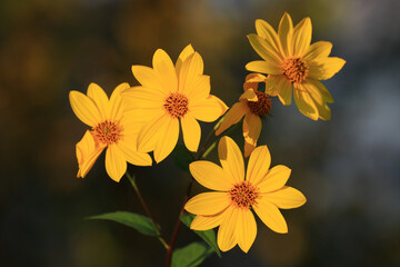 Invasive plant species, Jerusalem artichoke, Helianthus tuberosus, beautiful yellow flower