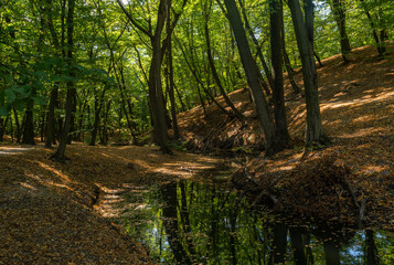 Obraz premium A small forest river flows calmly in a shallow ravine under the shade of trees. The weather is perfect for walking and hiking.