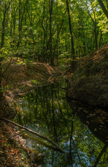 Obraz premium A small forest river flows calmly in a shallow ravine under the shade of trees. The weather is perfect for walking and hiking.