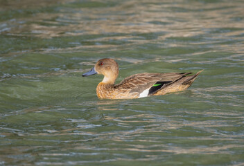 A beautiful female chestnut teal, a kind of dabbling duck, shows off a green feather panel as she swims across a lake at Gatton in Queensland, Australia.