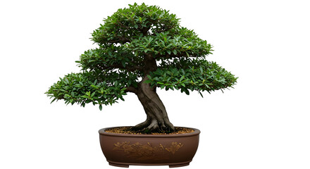 Green bonsai, in pot, shows texture. Perfect for zen presentation or product photography backdrop, background.