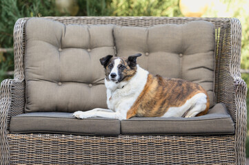 A border collie Swiss shepherd dog sits on a chair in the yard