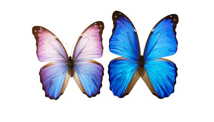 Elegant blue and pink butterflies isolated on transparent background