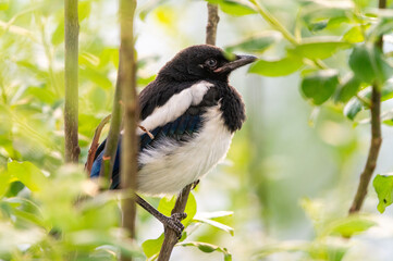 A young, baby magpie perched on a branch, hidden among green leaves and twigs.