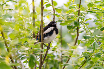 A young, baby magpie perched on a branch, hidden among green leaves and twigs.