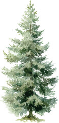 Watercolor painting of a small fir tree with delicate green needles and natural textures - vector illustration