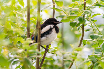 A young, baby magpie perched on a branch, hidden among green leaves and twigs.