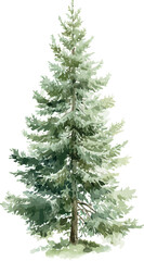 Charming watercolor illustration of a small fir tree with lush green needles and subtle texture details - vector illustration