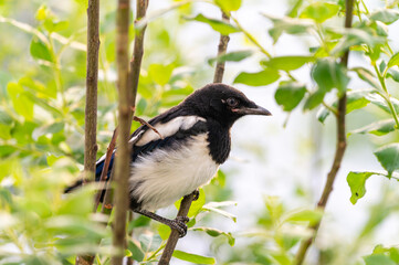 A young, baby magpie perched on a branch, hidden among green leaves and twigs.