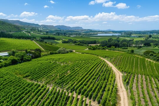 Aerial View Constantia Wine Estates Green Vineyards
