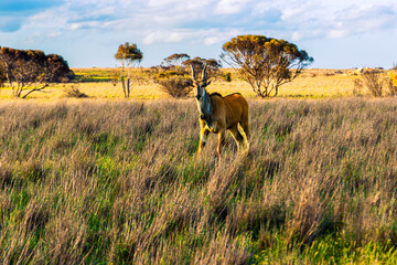 Eland in Monarto Safari Park © Vinod