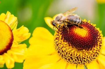 Close-up of a honeybee collecting pollen on a vibrant yellow flower against a soft green background.