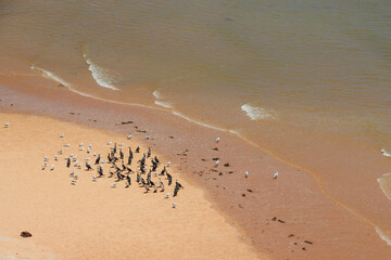 wild birds (cormorants and seagulls) at shark bay in western australia 