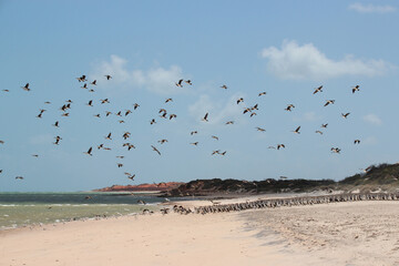 wild birds (cormorants and seagulls) at shark bay in western australia 
