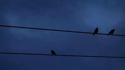 Silhouette of three birds perched on parallel power lines against a deep blue evening sky, resembling musical notes.