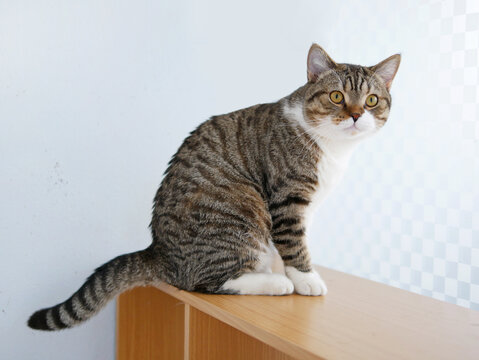 Cat breeder, a graceful male Scottish Fold cat, sitting on the cabinet.