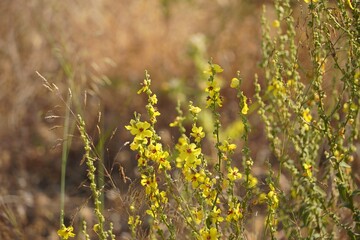 Wavyleaf mullein or verbascum sinuatum wild plant, flowers in the summer in the Peloponnese, Greece