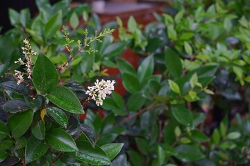 Wax leaf privet, or Ligustrum japonicum, plant blossoming with white flowers, in a garden in Athens, Greece