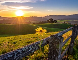 Sunset flower by rustic wood fence