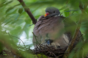 Taube mit ihren Küken  sitzend im Nest
